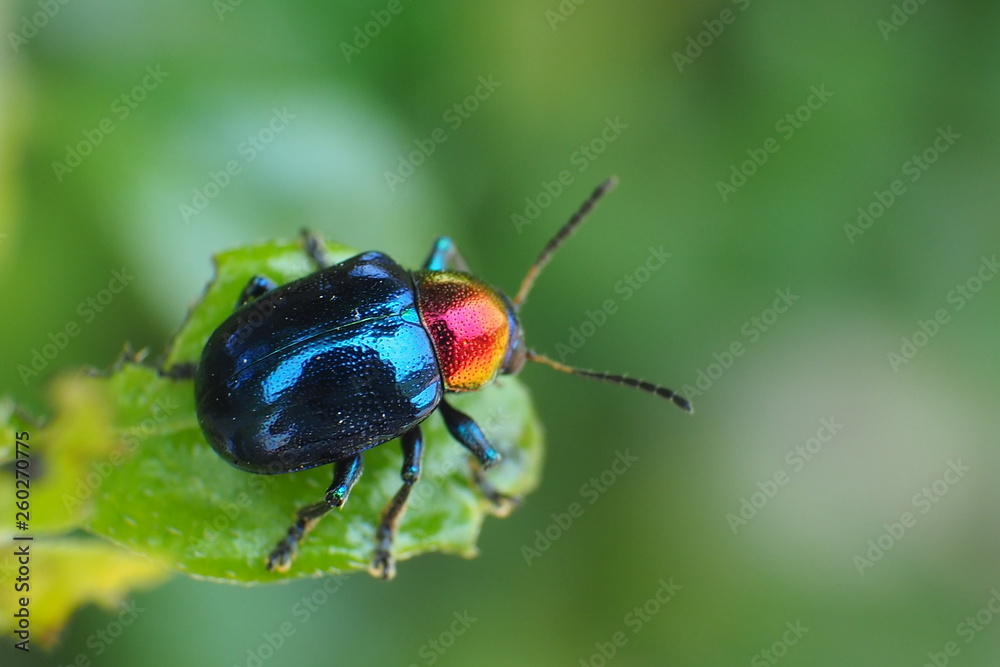 red beetle on leaf red beetle on leaf