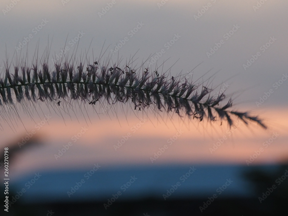 sunset over wheat field