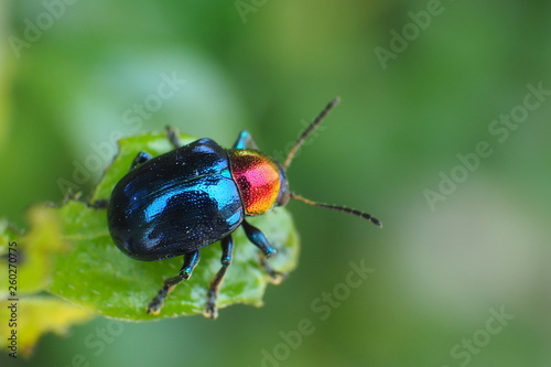 red beetle on leaf