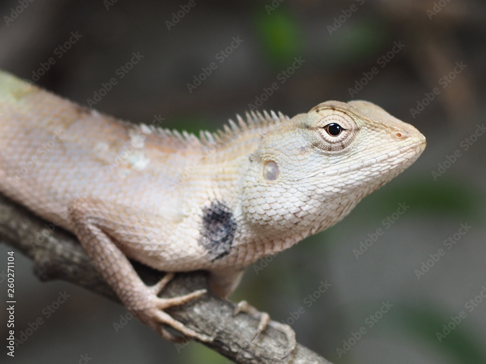 Obraz premium lizard on tree