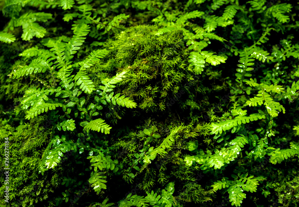 Freshness small fern leaves with moss and algae in the tropical garden
