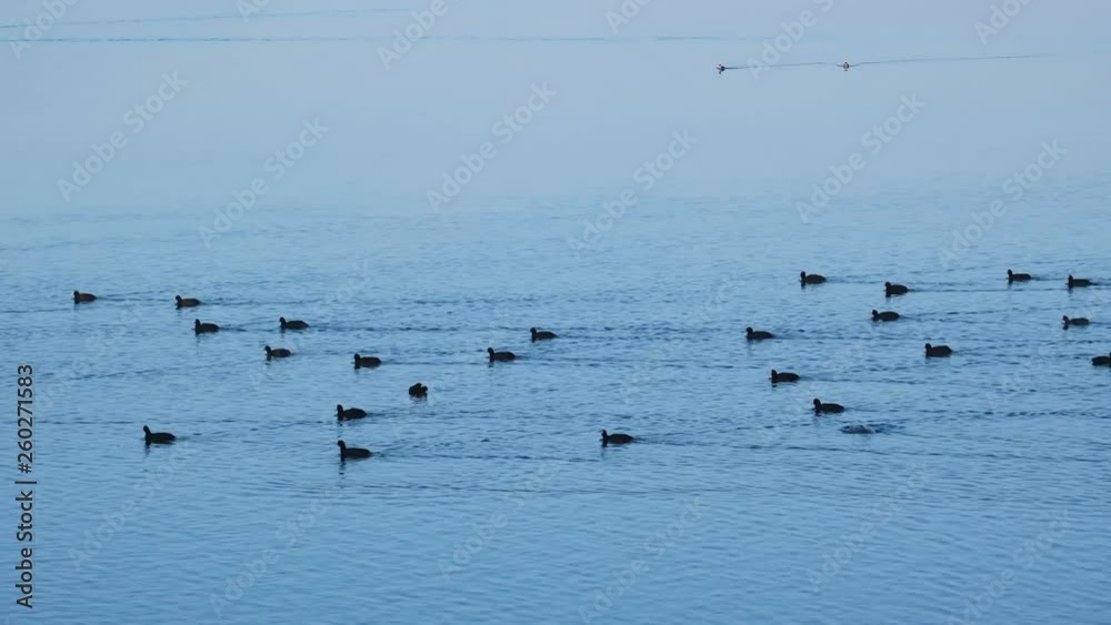 Eurasian coot swimming in Bavarian lake Eurasian coot swimming in Bavarian lake