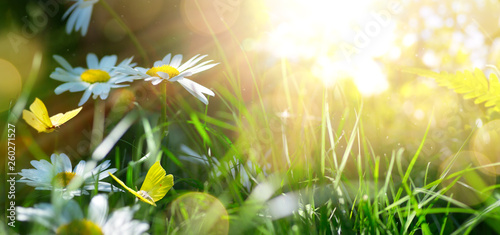 spring or summer nature background with blooming white flowers and fly butterfly against sunrise sunlight