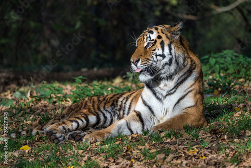 The Siberian tiger,Panthera tigris altaica in the zoo © rudiernst