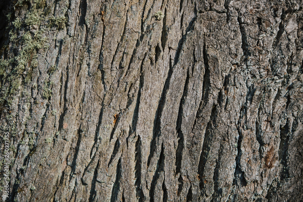 Old wood tree texture background pattern Old wood tree texture background pattern