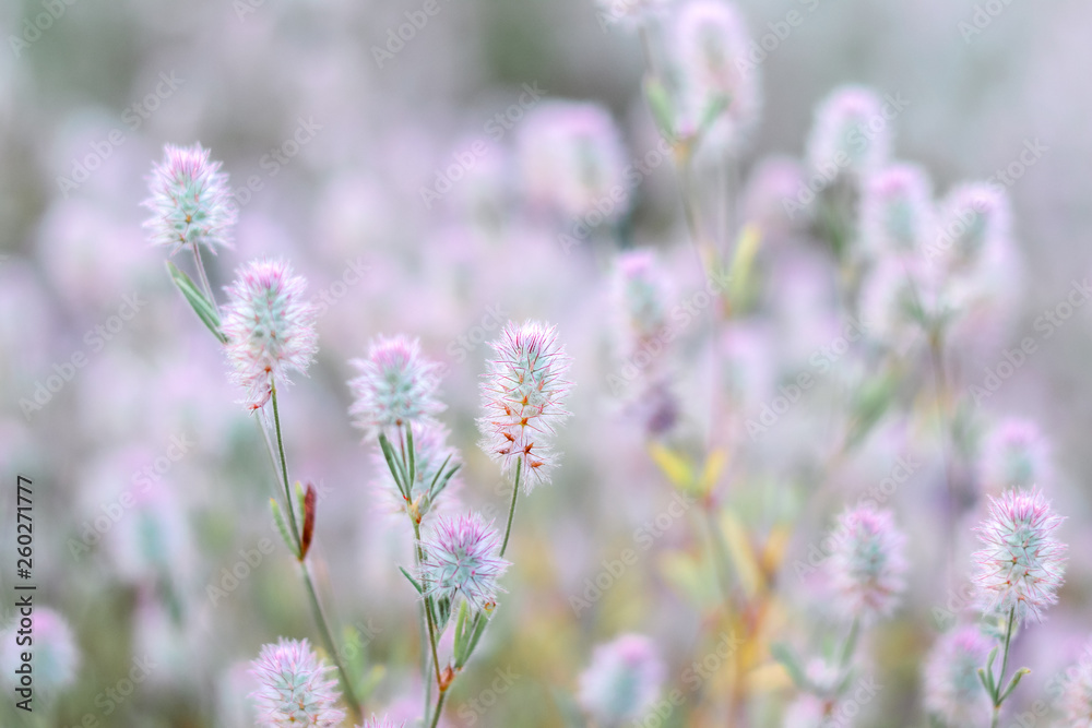 Obraz premium Natural floral background. Close up view of wild summer meadow grass with soft fluffy pink purple heads. Blurred background. Copy space. Selective focus