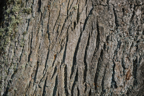 Old wood tree texture background pattern