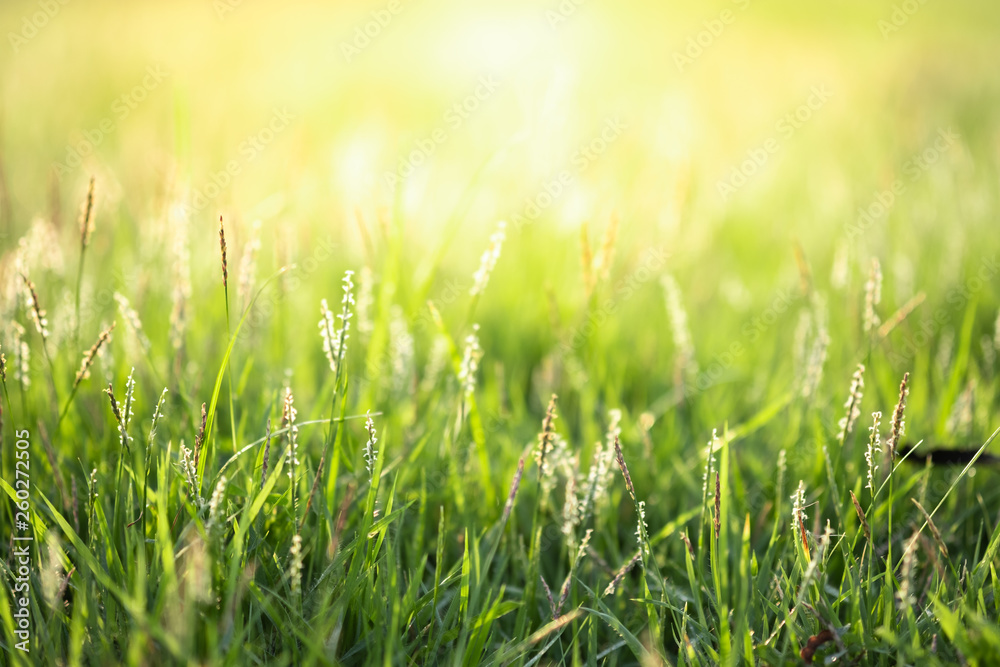 Close up beautiful view of nature green grass on blurred greenery tree background with sunlight in public garden park. It is landscape ecology and copy space for wallpaper and backdrop.