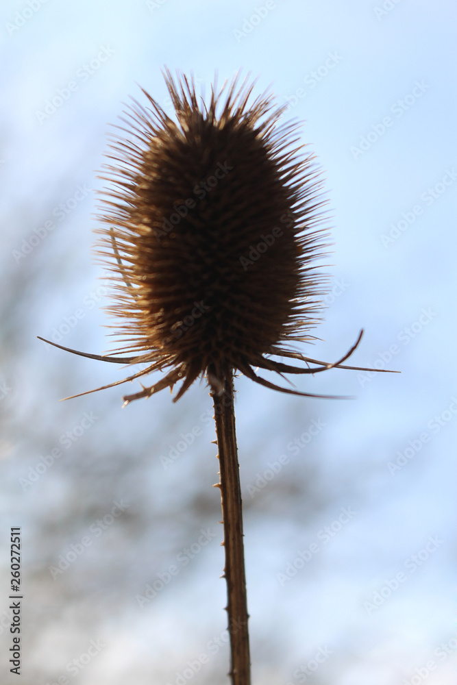 Distel