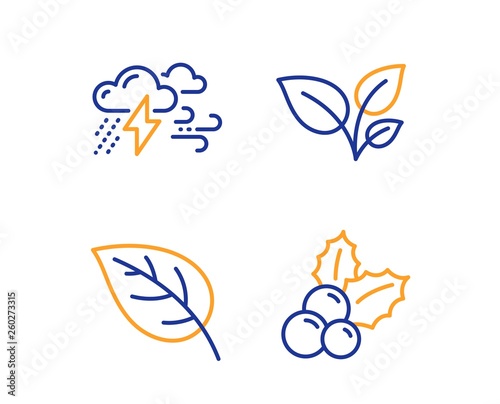 Leaves, Leaf and Bad weather icons simple set. Christmas holly sign. Grow plant, Environmental, Clouds. Ilex aquifolium. Nature set. Linear leaves icon. Colorful design set. Vector