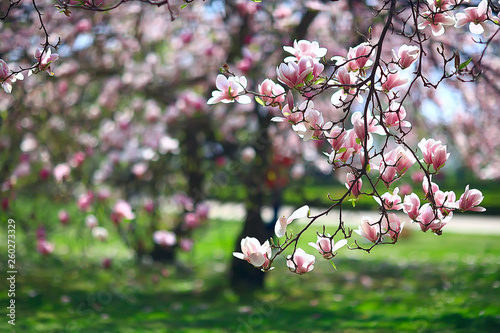 Obraz na plátně magnolia blossom spring garden / beautiful flowers, spring background pink flowe