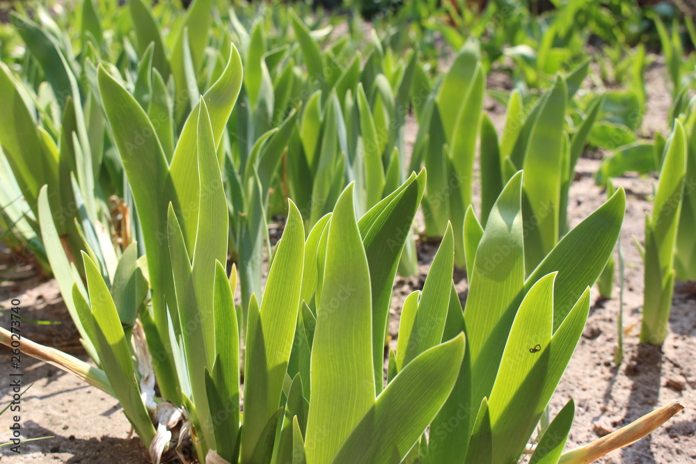 Fototapeta premium grass