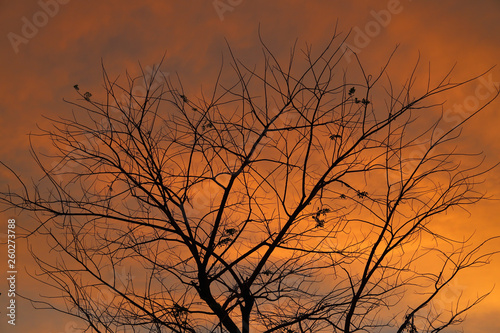 Branches and beautiful sky background
