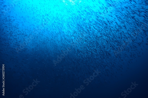 Photography lot of small fish in the sea under water / fish colony, fishing, ocean wildlife