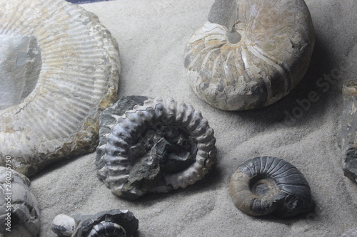 ancient shells