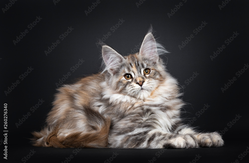 Excellent silver tortie Maine Coon cat kitten, laying down side ways facing front. Looking towards camera with brown eyes. Isolated on a black background.