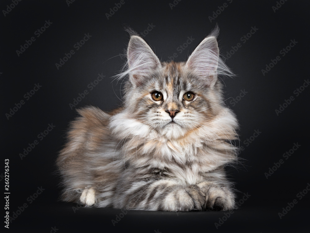 Excellent silver tortie Maine Coon cat kitten, laying down side ways facing front. Looking towards camera with brown eyes. Isolated on a black background.  Front paws stretched amd tail curled around 