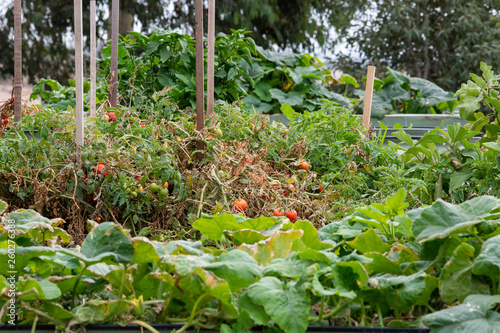 Vegetable Garden