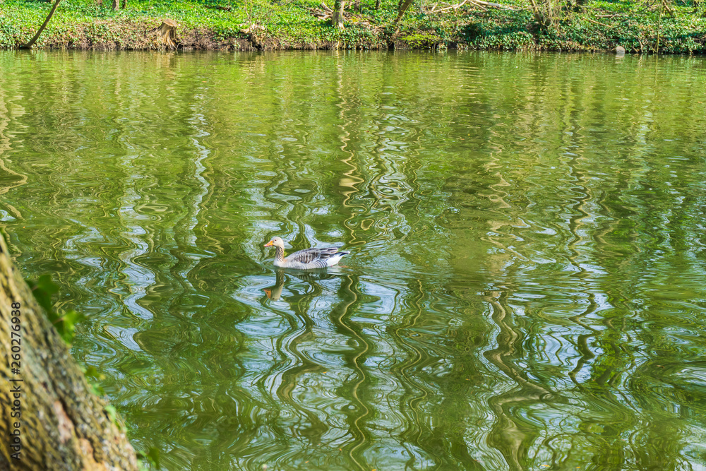 Fototapeta premium Goose on a lake