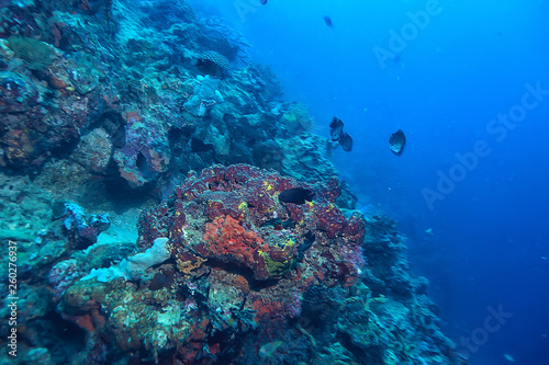 Wallpaper Mural underwater scene / coral reef, world ocean wildlife landscape Torontodigital.ca