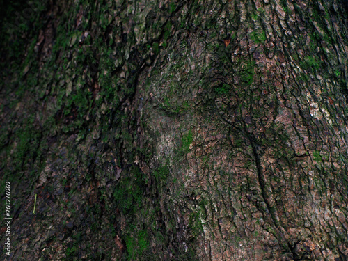 苔のある木の表面