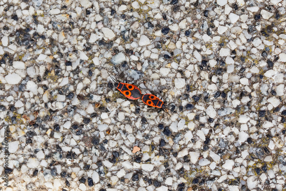 pair of firebugs macro pair of firebugs macro