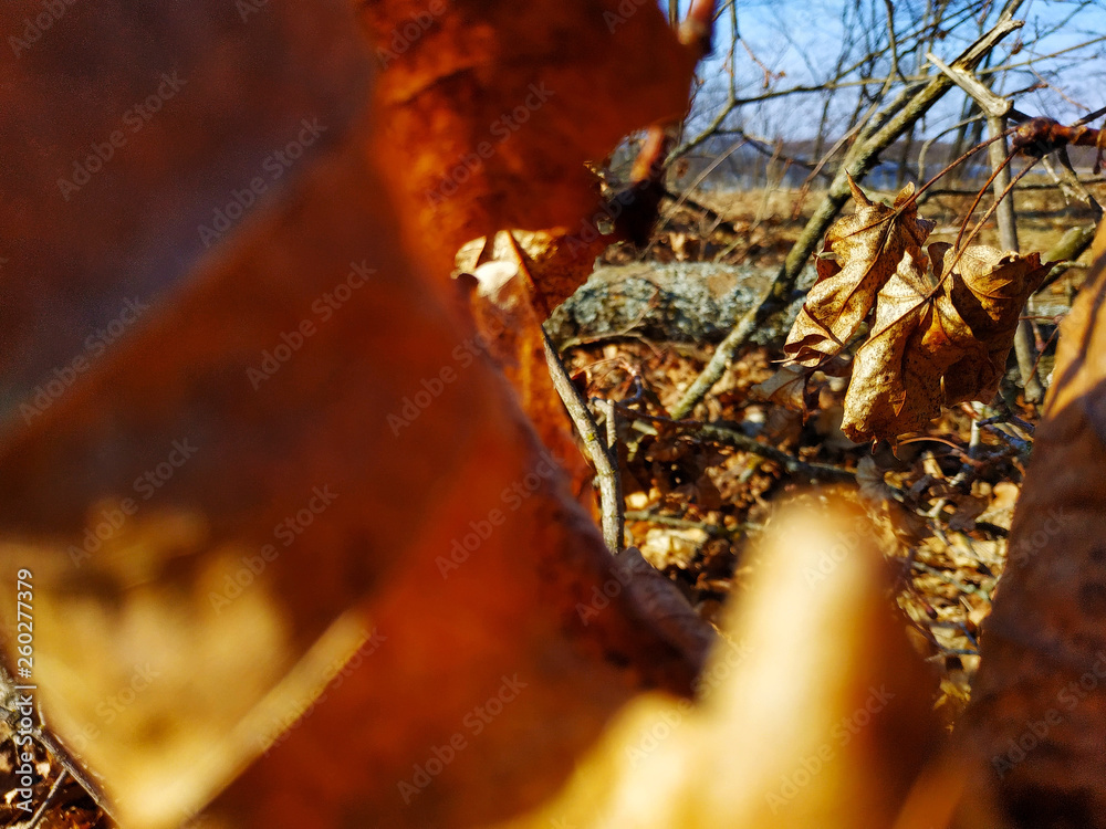 autumn in the forest autumn in the forest