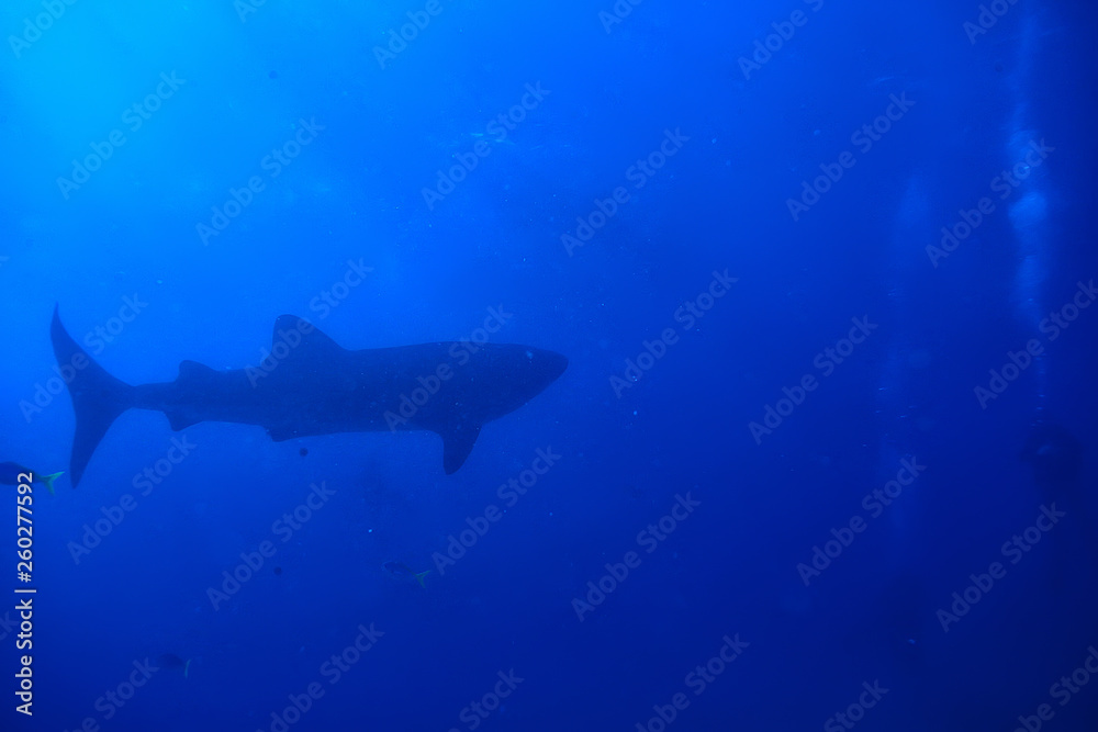 Fototapeta premium whale shark scene landscape / abstract underwater big sea fish, adventure, diving, snorkeling