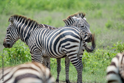 Zebra in National park Manyara Tanzania
