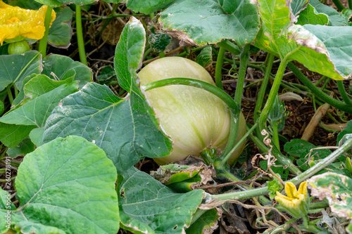 Butternut
