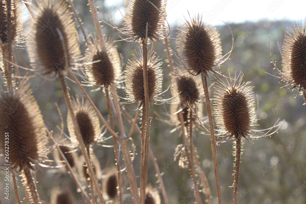 Obraz premium Disteln