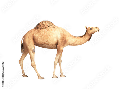 camel stands on white background 3d render no shadow