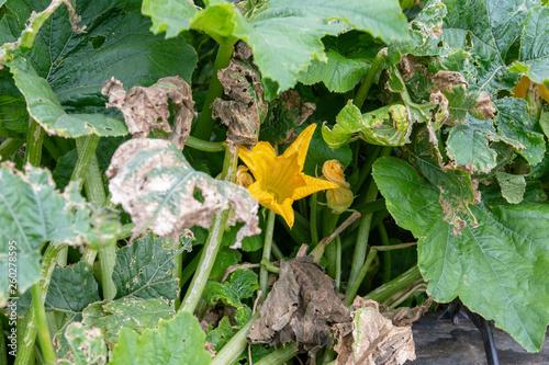 Zucchini Flower