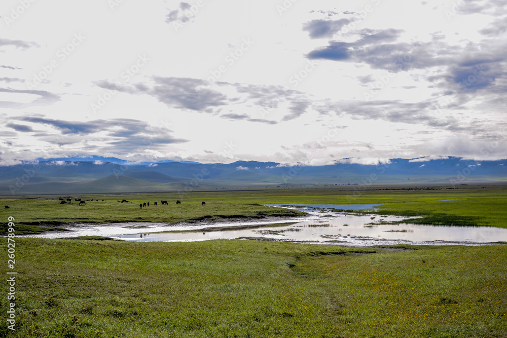Landscape with animal in Ngorongoro Tanzania