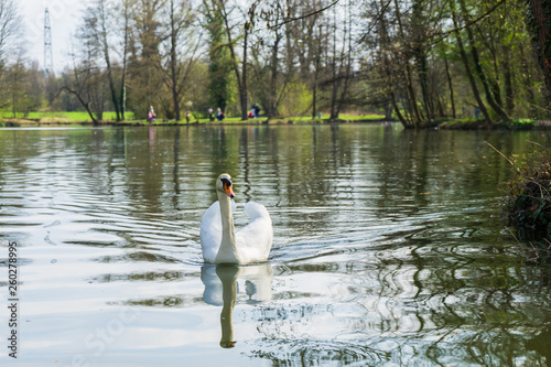 Swan on a lake