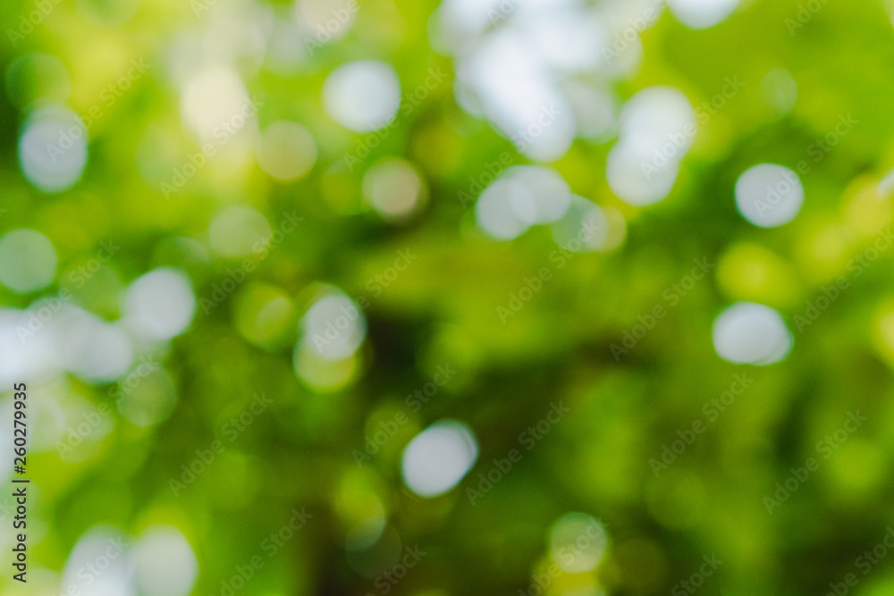 Obraz premium Green concept, branches and leaves of trees that are out of focus. Resulting in a beautiful bokeh and sunshine that shines through the leaves of the tree. Suitable to use as background image.