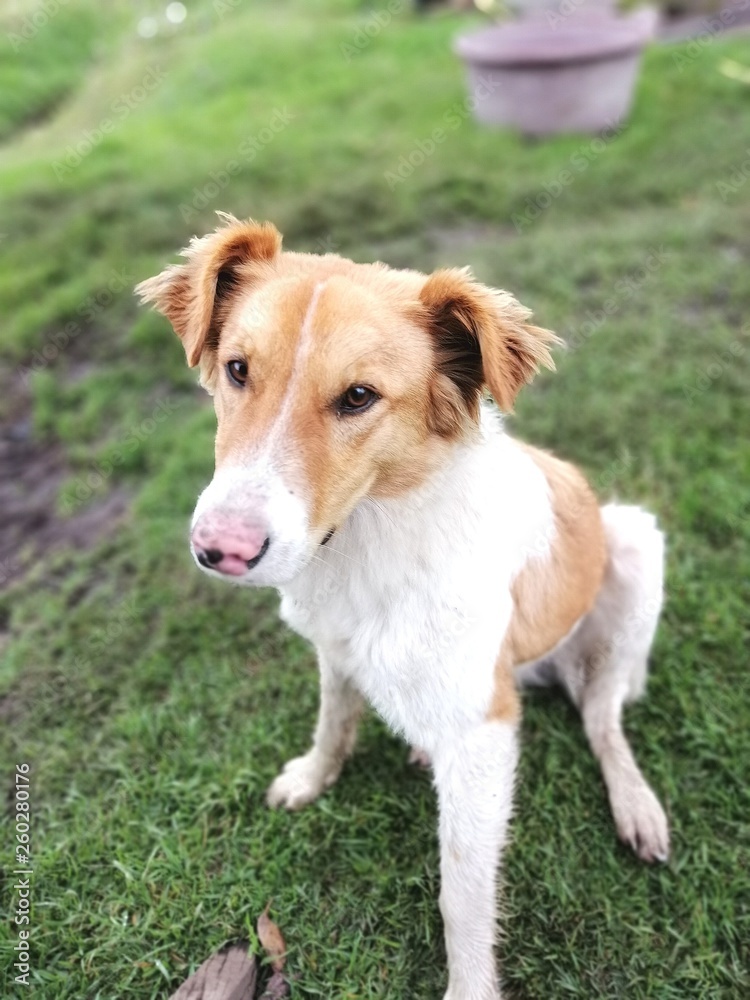 perro de campo