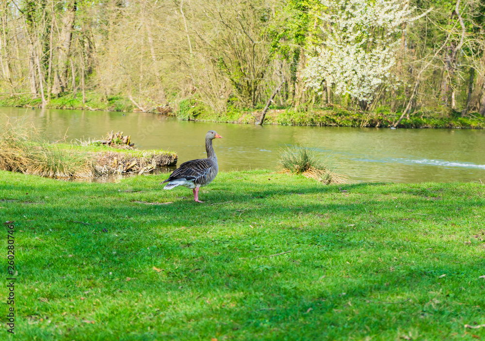 Duck family with young animals on the shore of a lake Duck family with young animals on the shore of a lake