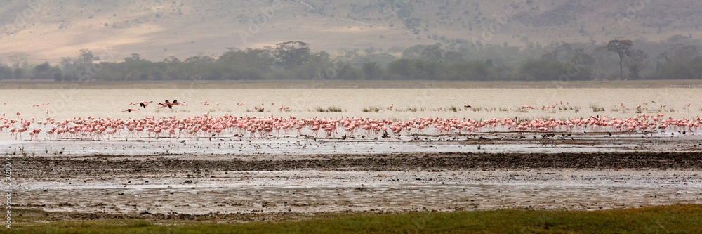 Fototapeta premium Flamingos at Ngorogoro crater National park, Tanzania. 