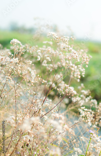 grass flowers on the blue sky background in soft and pastel color tone © honigjp31