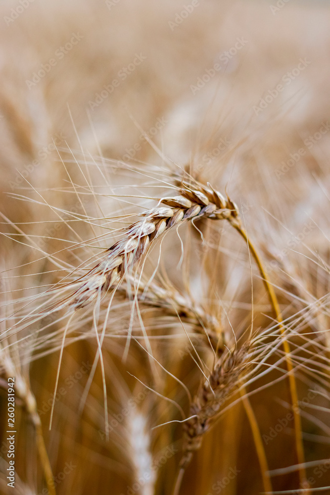 ears of wheat