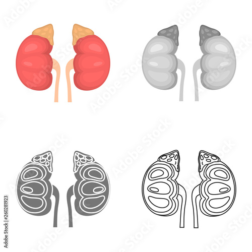 Human kidney color flat, line, simple and monochrome icon set