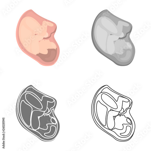 Baby in belly is colored flat, line, simple and monochrome icon set
