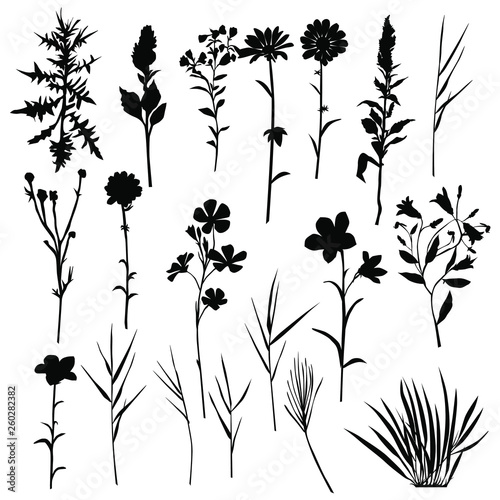 Collection of vector silhouettes of wild flowers and grass, daisy, chamomile, carnation, black color, isolated on white background