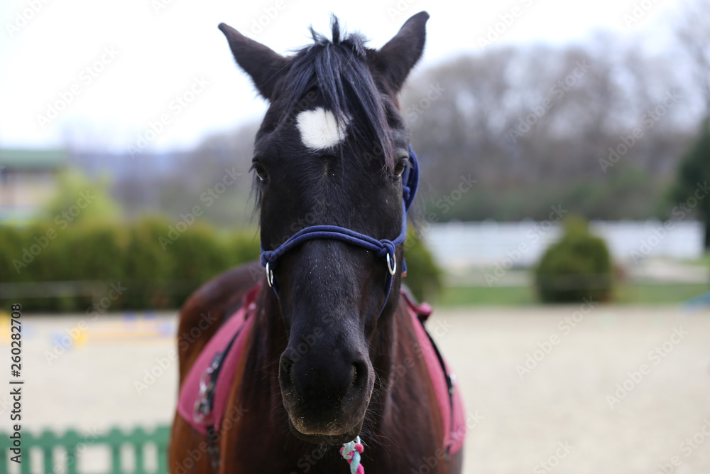 Obraz premium Head shot closeup of a beautiful yong horse during training