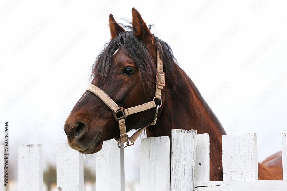 Fototapeta premium Head shot closeup of a beautiful yong horse during training