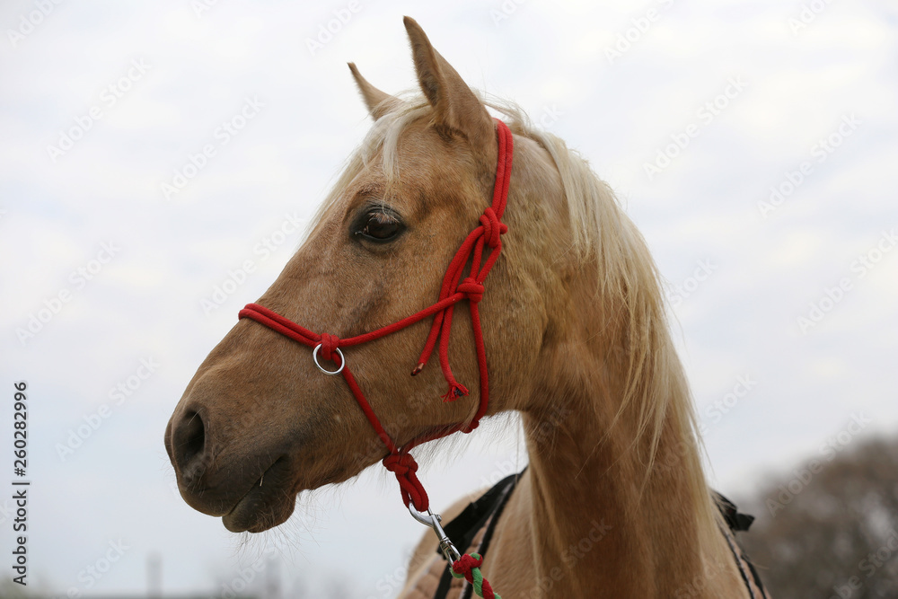 Obraz premium Head shot closeup of a beautiful yong horse during training