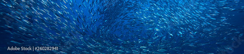 Foto scad jamb under water / sea ecosystem, large school of fish on a blue background