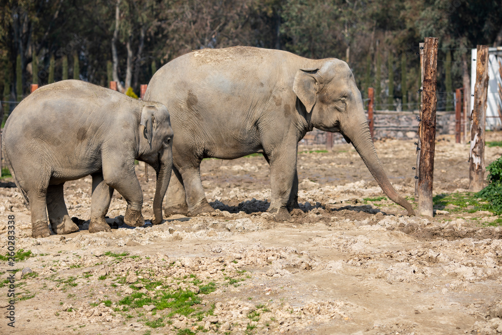 Fototapeta premium Elephant 
