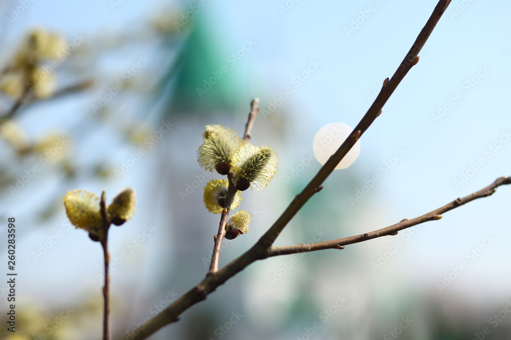 willow branches and the orthodox church on the backround/easter willow branches and the orthodox church on the backround/easter